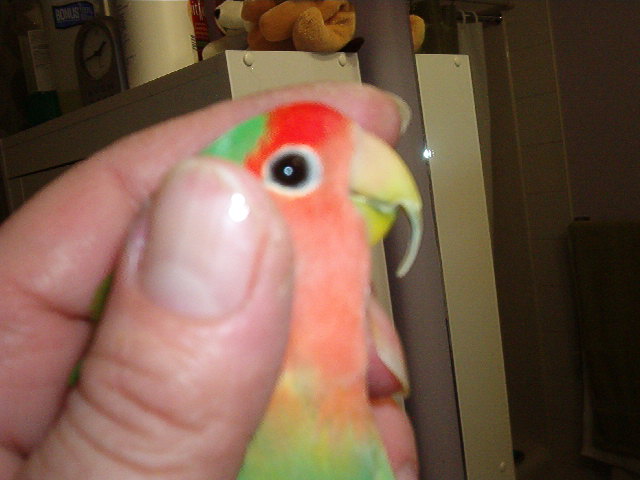 beak and nail trim