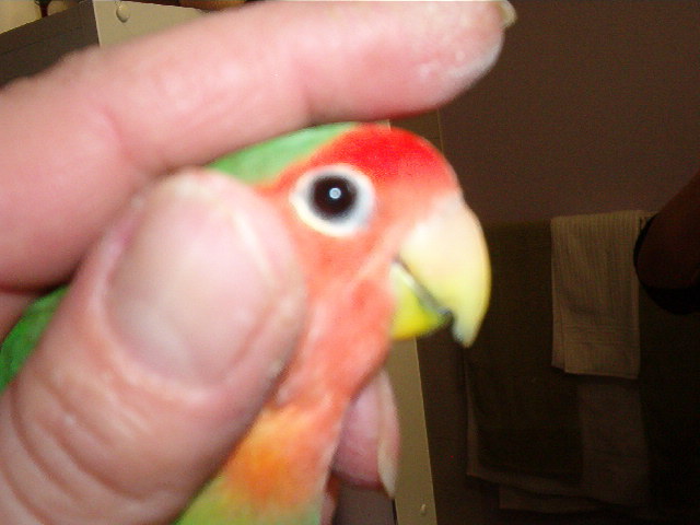 beak and nail trim