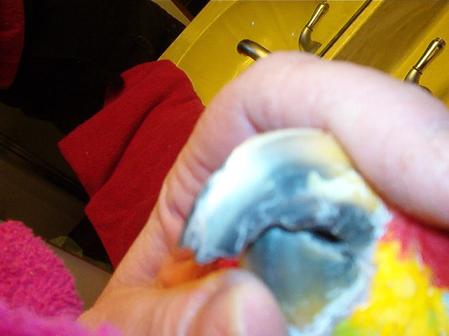 beak and nail trim